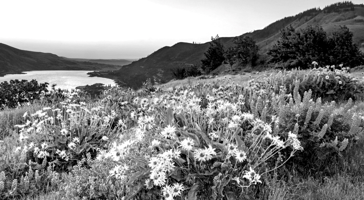 Field of wild flowers with the Oregon moutains and river in the background